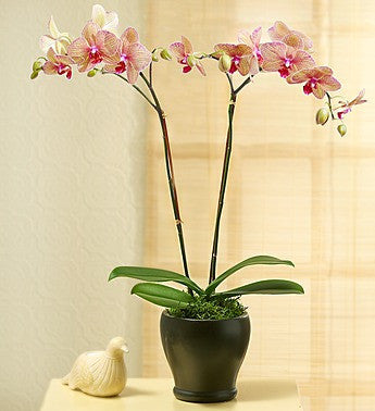 Mirror Orchids