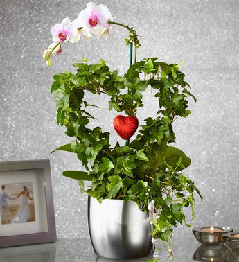 Heart Orchids