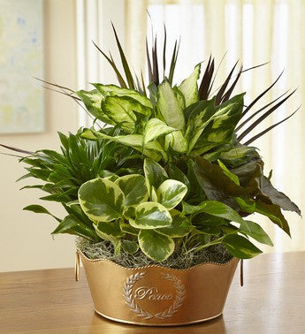 Golden Peace Garden Gift
