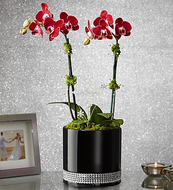 Love Pair Orchids