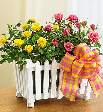 Country Rose Picket Fence Garden