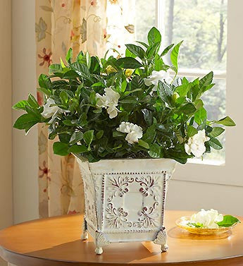 Living Memorial Gardenia