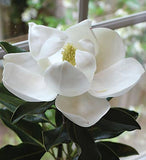 Memories and Magnolias