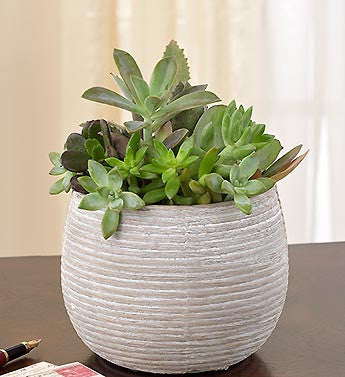 Succulent Delight