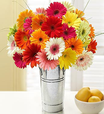 Vibrant Daisy Rainbow