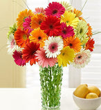 Vibrant Daisy Rainbow