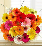 Vibrant Daisy Rainbow