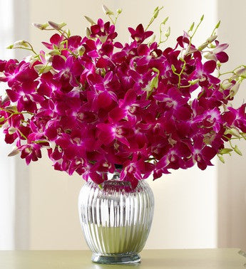 Majestic Tropical Orchids