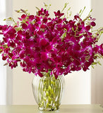 Majestic Tropical Orchids