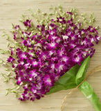 Majestic Tropical Orchids