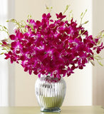 Majestic Tropical Orchids