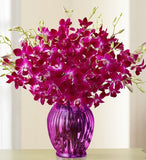 Majestic Tropical Orchids