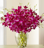 Majestic Tropical Orchids