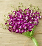Majestic Tropical Orchids