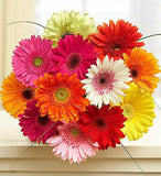 Bucket Full of Sunshine