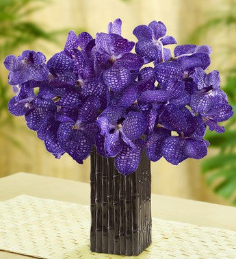 Violet Vanda Orchids