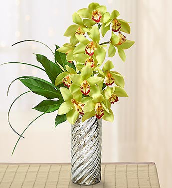 Cucumber Cymbidium Orchids