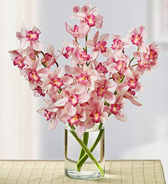 Three Pink Cymbidium Orchids