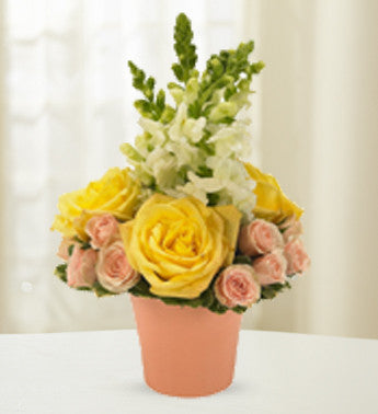 Yellow and Pink Tranquility Roses