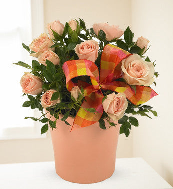 Mini Pink Rose Plant