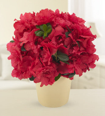 Amazing Azalea Plant