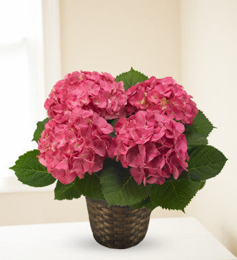 Precious Pink Hyrangea Plant