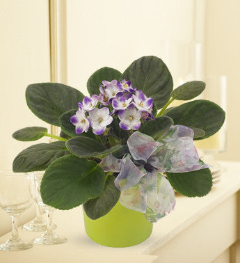 Violet Plant of Hope