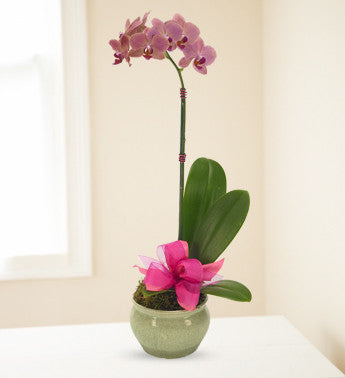 Pink Orchids of Spring