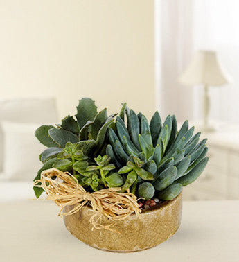 Succulent Plant