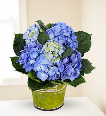 Sea Blue Hydrangea Plant