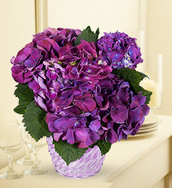 Passion Purple Hydrangea Plant