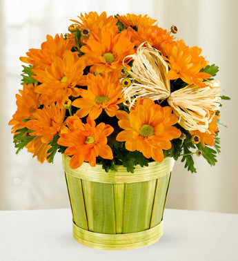 Orange Mum Plant