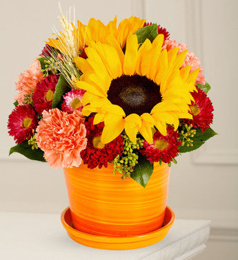 Sunflowers in Orange Display