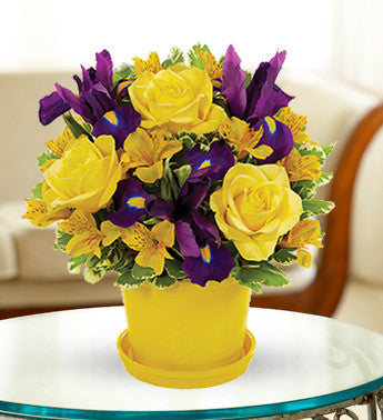 Yellow Sunshine Delight