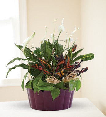 Exotic Planter