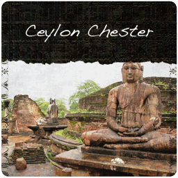 Ceylon Chester: Broken Orange Pekoe