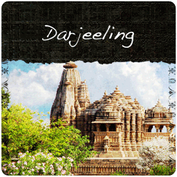 Darjeeling Tea: Finest Tippy