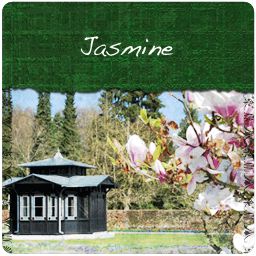 Jasmine with Flowers