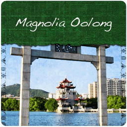 China Magnolia Oolong